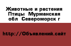 Животные и растения Птицы. Мурманская обл.,Североморск г.